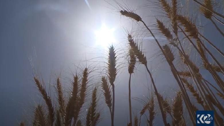 انواع گندم اربیل٢ و اربیل٤ در اقلیم کردستان تولید شد